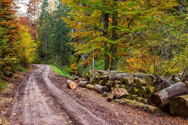 Floresta de outono — Fotografia de Stock