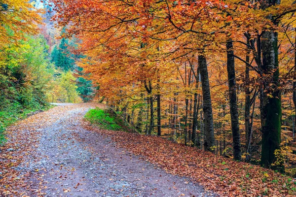 Herfstbos — Stockfoto