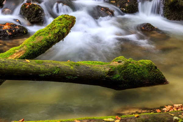 Ruisseau profond dans la forêt de montagne — Photo