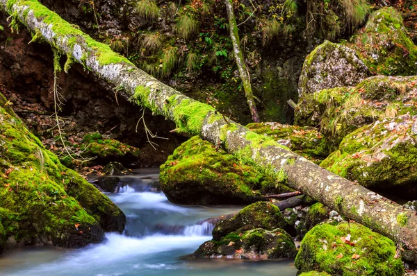 Dere dağın ormanın derinliklerinde — Stok fotoğraf