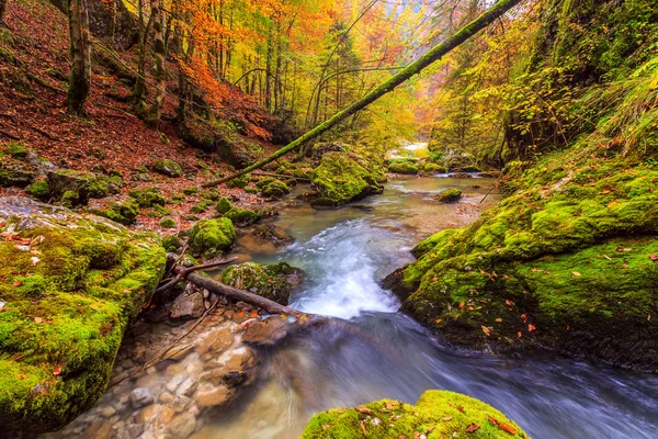 Ruisseau profond dans la forêt de montagne — Photo