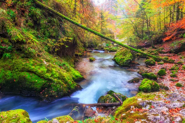 Creek djupt i bergskog — Stockfoto