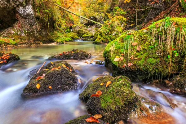 Ruisseau profond dans la forêt de montagne — Photo