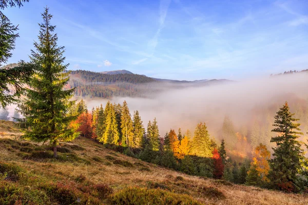 Foggy matin d'été dans les montagnes — Photo