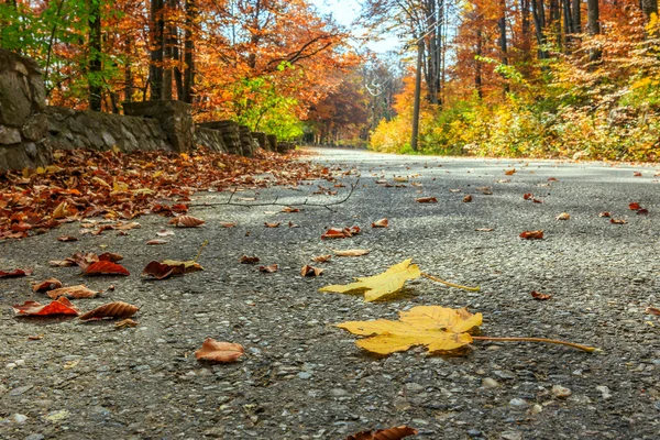 Road in autumn beech landscape — Stock Photo, Image