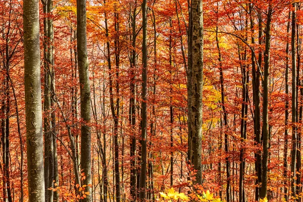 Színes és fényes őszi erdő — Stock Fotó