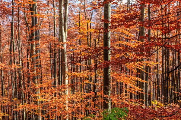 Bosque otoñal colorido y brillante — Foto de Stock