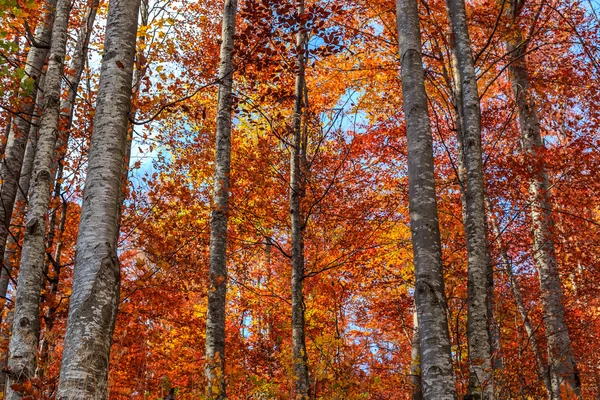 Floresta de outono colorida e brilhante — Fotografia de Stock