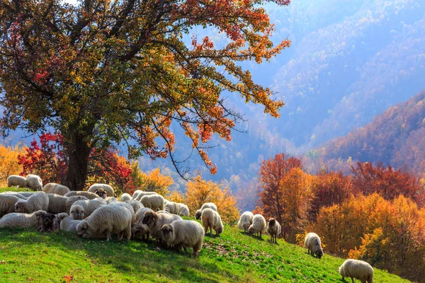 Paisaje otoñal, oveja, perro pastor — Foto de Stock