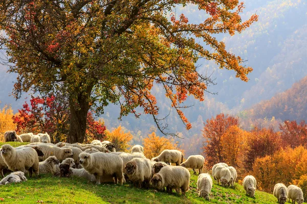 Paisaje otoñal, oveja, perro pastor —  Fotos de Stock