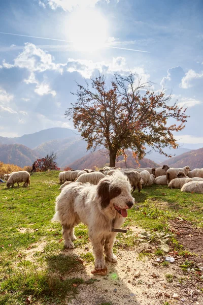 Honden bewaken de schapen op de berg grasland — Stockfoto