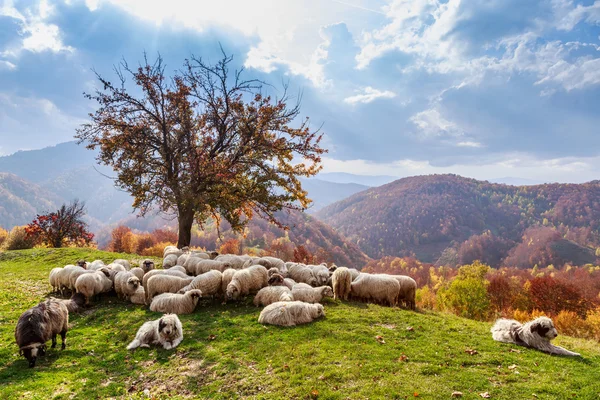 Paisaje otoñal, oveja, perro pastor —  Fotos de Stock