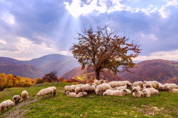 Herfst landschap, schapen, shepard hond — Stockfoto