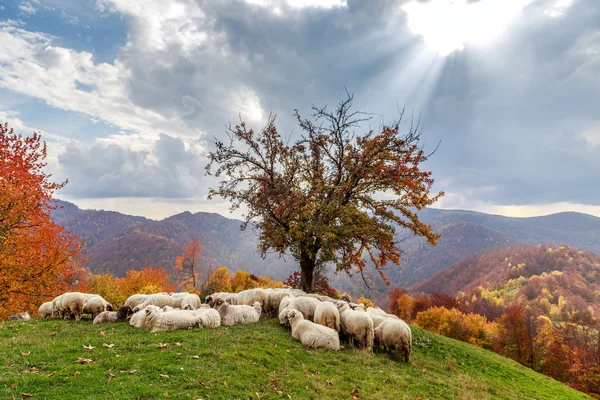 Paisaje otoñal, oveja, perro pastor — Foto de Stock