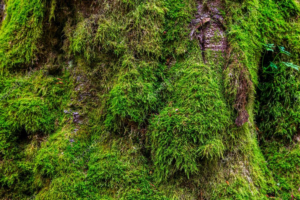 The texture of tree bark with moss Stock Photo by ©kavita 53112905