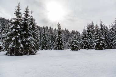 Karlı kış ormanı