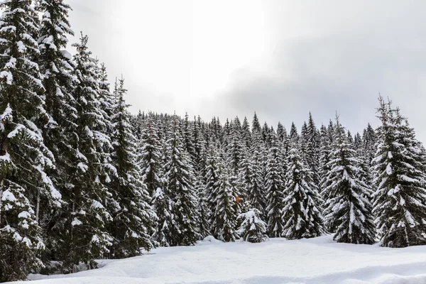 Snöig vinterskog — Stockfoto