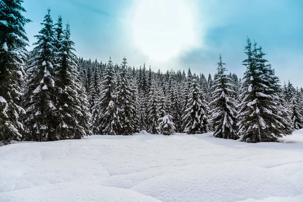 多雪的冬季森林 — 图库照片