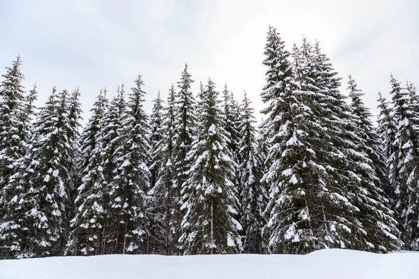 Foresta invernale innevata — Foto Stock