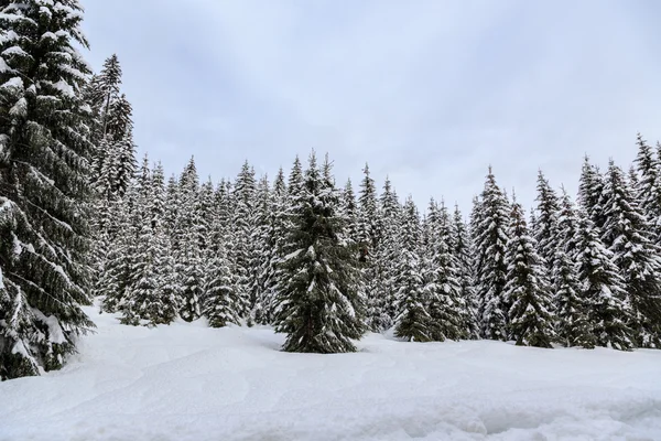 Bosque de invierno nevado — Foto de Stock