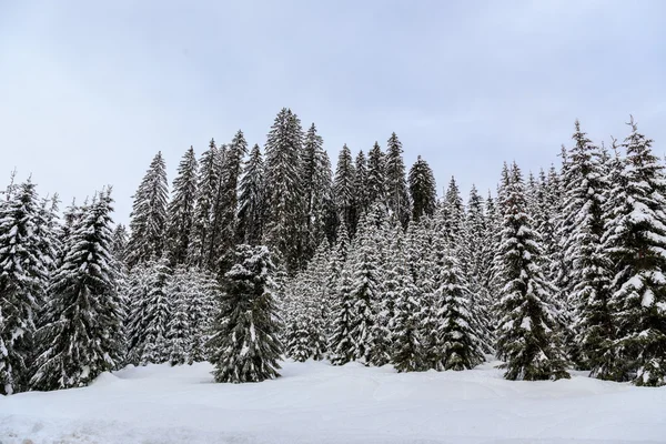 多雪的冬季森林 — 图库照片