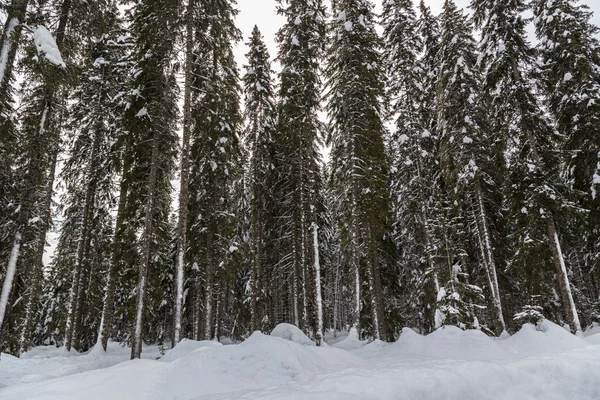 Снежный зимний лес — стоковое фото