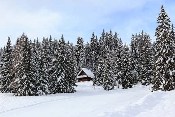 Forêt enneigée d'hiver — Photo