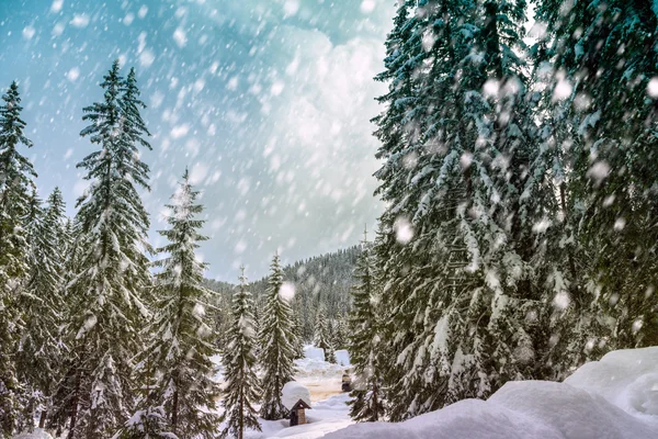 Foresta invernale innevata — Foto Stock