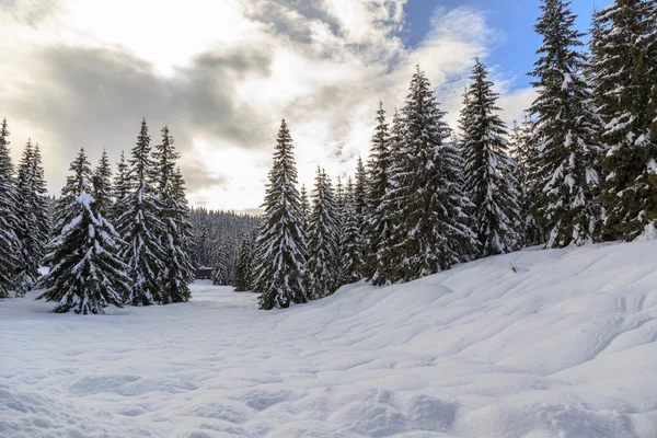 Bosque de invierno nevado — Foto de Stock