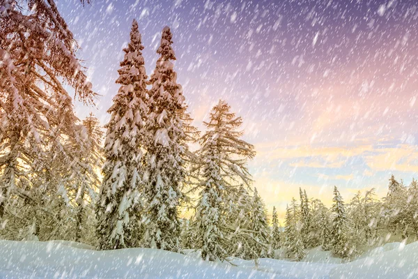 Foresta invernale innevata — Foto Stock