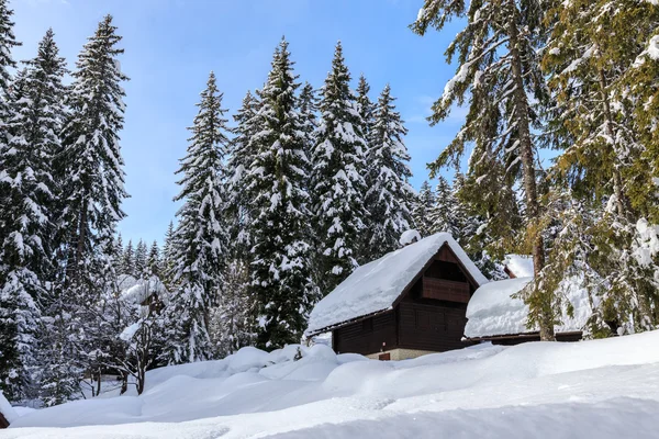 Alpleri'nde kış orman — Stok fotoğraf