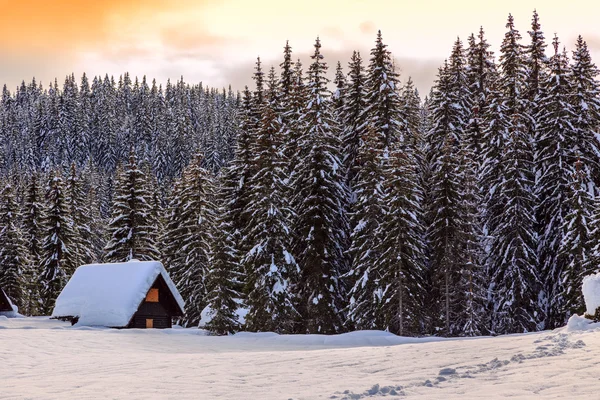 Forêt d'hiver dans les Alpes — Photo