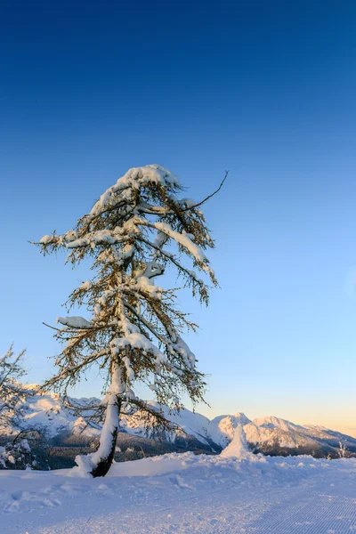 Winterlandschap — Stockfoto