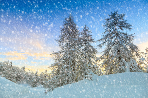 Winter forest in Alps