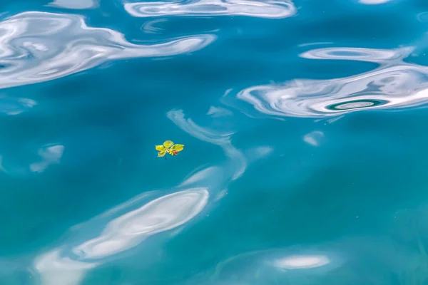 Folha verde única flutuando na água — Fotografia de Stock