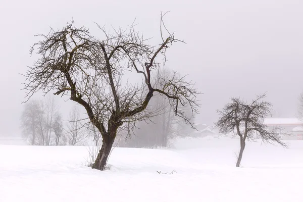 Basit, en az kış manzarası — Stok fotoğraf