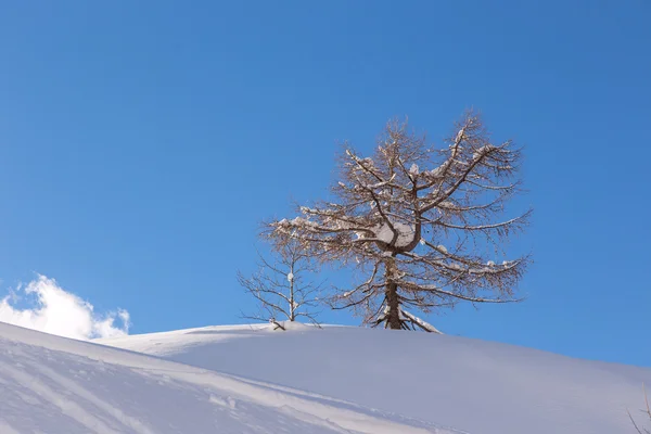 Winterlandschap — Stockfoto