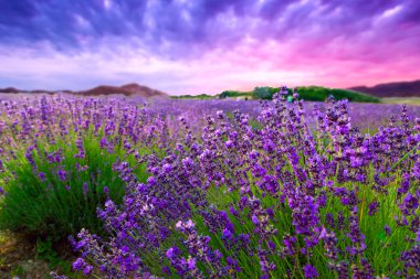 Sunset over a summer lavender field clipart