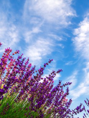 Macaristan, Tihany 'deki lavanta tarlası