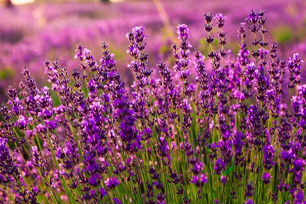 Campo de lavanda en Tihany, Hungría — Foto de Stock