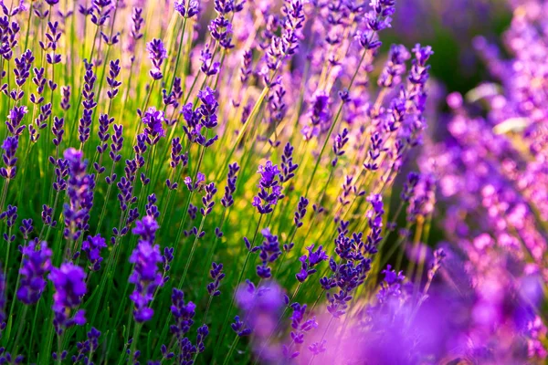 Lavendelfeld in Tihany, Ungarn — Stockfoto