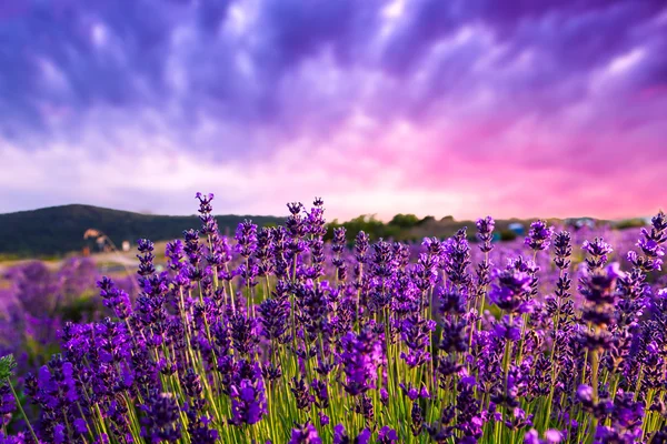 Puesta de sol sobre un campo de lavanda de verano — Foto de Stock