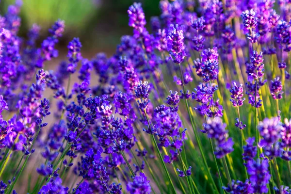 Lavender field in Tihany, Hungary — Stock Photo, Image