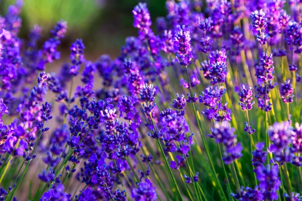 Lavender field in Tihany, Hungary