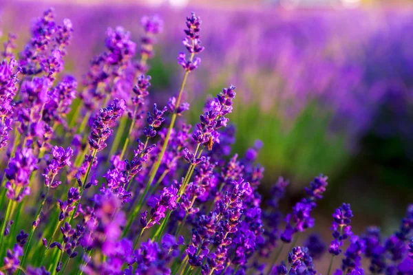 Lavender field in Tihany, Hungary — Stock Photo, Image