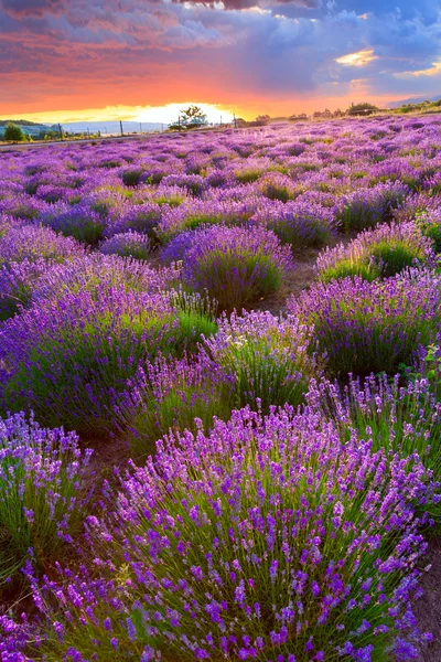 Zonsondergang over een zomer Lavendel veld — Stockfoto