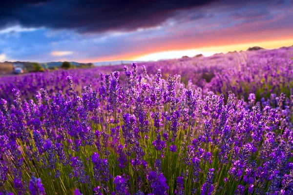 Günbatımı bir yaz lavanta alanın üzerinde — Stok fotoğraf