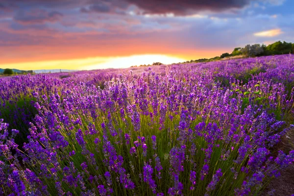 Pôr do sol sobre um campo de lavanda de verão — Fotografia de Stock