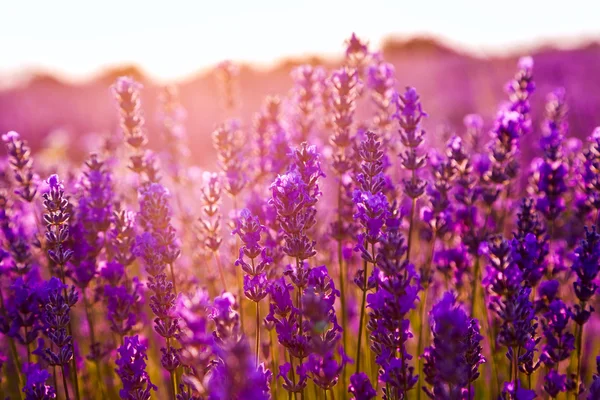 Lavendelfeld in Tihany, Ungarn — Stockfoto