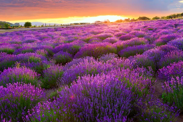 Campo de lavanda en Tihany, Hungría — Foto de Stock